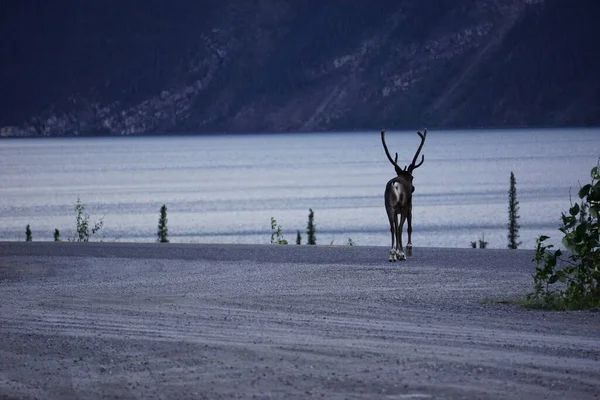 カナダ北部のトナカイ — ストック写真