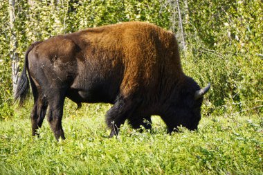 Yukon 'daki vahşi bizon.