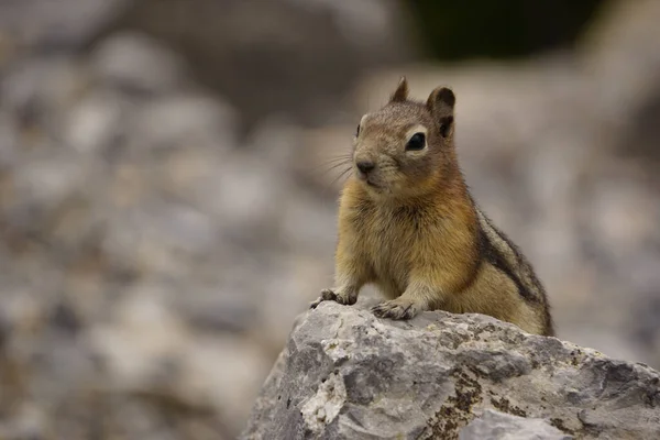 Kleine Chipmunkin Raue Wildnis Nordamerika — Stockfoto