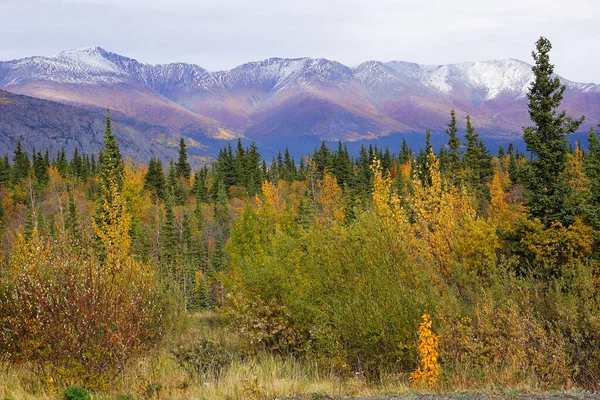 Herbstliche Farben Der Natur Schöne Wildnis Yukon — Stockfoto