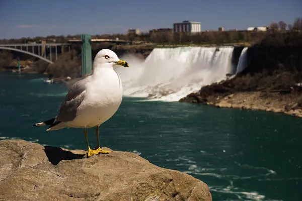 Bela Vista Sobre Quedas Americanas Niagara Cai Ontário Canadá — Fotografia de Stock