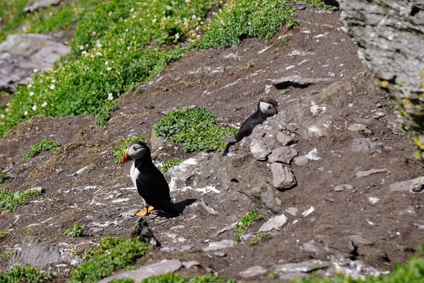 Puffin Skellig Michael Szigeten Írországban — Stock Fotó