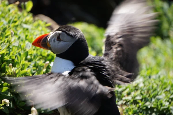 Puffin Στο Νησί Skellig Michael Στην Ιρλανδία — Φωτογραφία Αρχείου