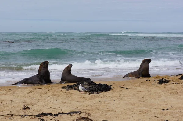 Seals Relaxing Beach Waipapa Point Caltils South Island New Zealand — Stock Photo, Image