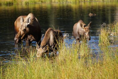 İki buzağısı suda geyik, Alaska Ulusal Parkı Denali.