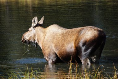 Güneşli bir günde suda Vahşi Geyik, Alaska 'da Ulusal Park Denali