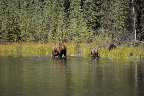 Moose Her Two Calfs Water Alaska National Park Denali — Stock Photo, Image