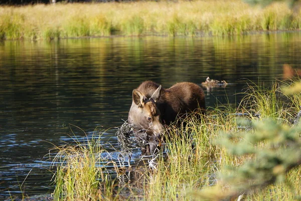 Calf Moose Water — Stock Photo, Image