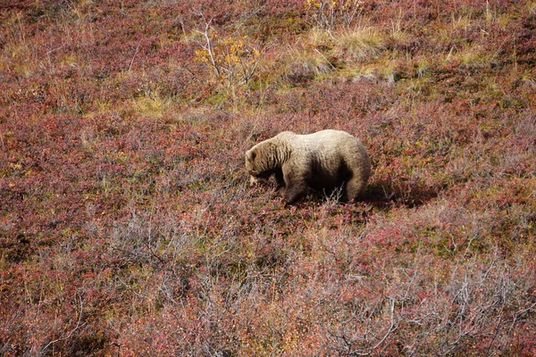 Großer Braunbär Auf Beerensuche Nationalpark Denali Alaska — Stockfoto