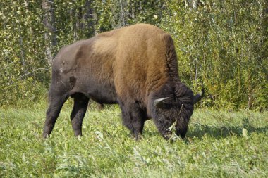 Kuzey Amerika 'da bizon olarak da bilinir.
