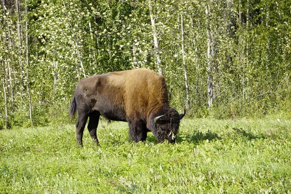 Amerikaanse Bizon Ook Bekend Als Een Buffel Noord Amerika — Stockfoto