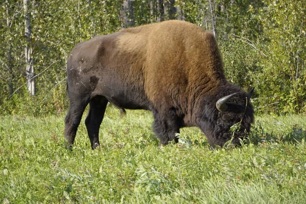 Bisonte Americano También Conocido Como Búfalo América Del Norte — Foto de Stock