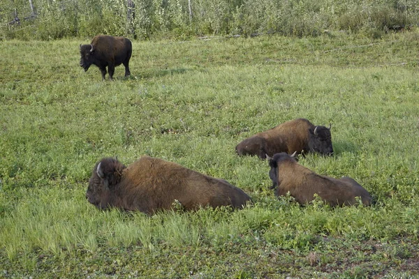 Bisonte Americano También Conocido Como Búfalo América Del Norte — Foto de Stock