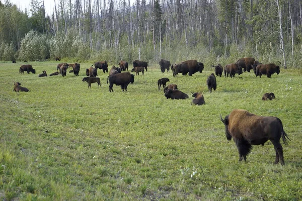 Bisonte Americano También Conocido Como Búfalo América Del Norte — Foto de Stock