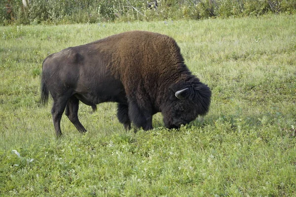 Bisonte Americano También Conocido Como Búfalo América Del Norte — Foto de Stock