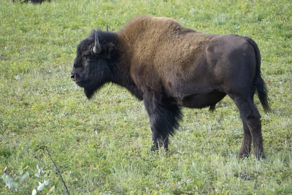 Amerikanische Wisente Auch Als Büffel Nordamerika Bekannt — Stockfoto