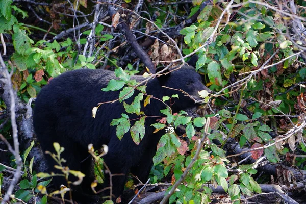 Medvěd Černý Lese Britská Kolumbie Kanada — Stock fotografie