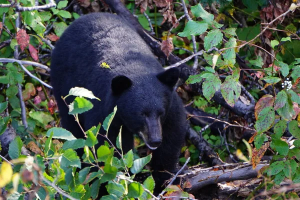 Ours Noir Dans Forêt Colombie Britannique Canada — Photo