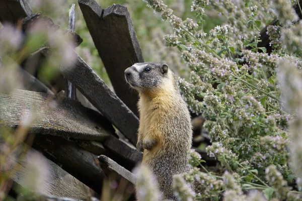 Marmot Schovává Hromadě Starého Dřeva — Stock fotografie