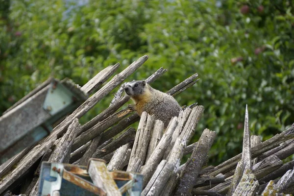 Marmot Estão Escondidos Pilha Madeira Velha — Fotografia de Stock