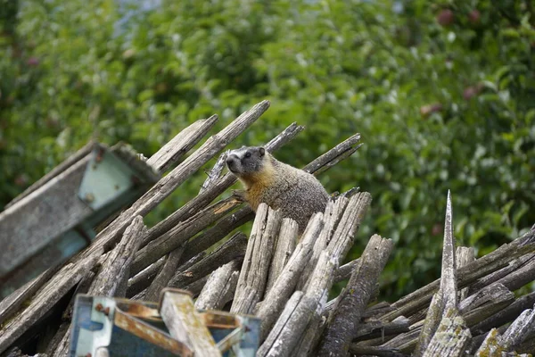 Marmot Esconden Montón Madera Vieja — Foto de Stock