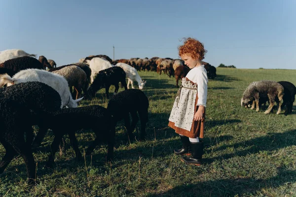 Koyunlarla Birlikte Tarlada Yürüyen Eski Moda Elbiseli Küçük Kızıl Saçlı — Stok fotoğraf