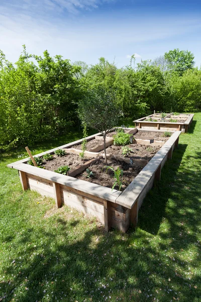 Herbes et légumes — Photo