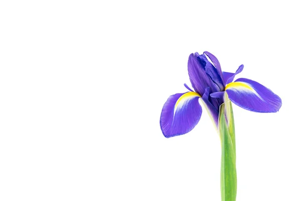 Blommande lila Iris — Stockfoto