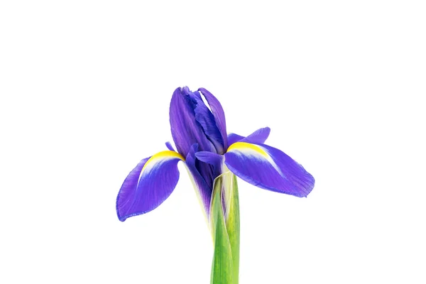Iris violet en fleurs — Photo