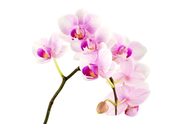 Orchideeën tegen witte achtergrond — Stockfoto