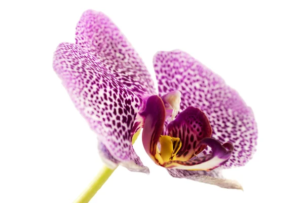 Orchidee vor weißem Hintergrund — Stockfoto