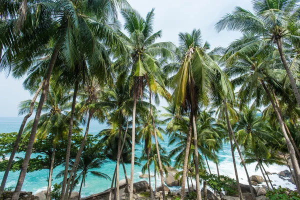 Palmas de coco, rocas y mar en Phuket —  Fotos de Stock