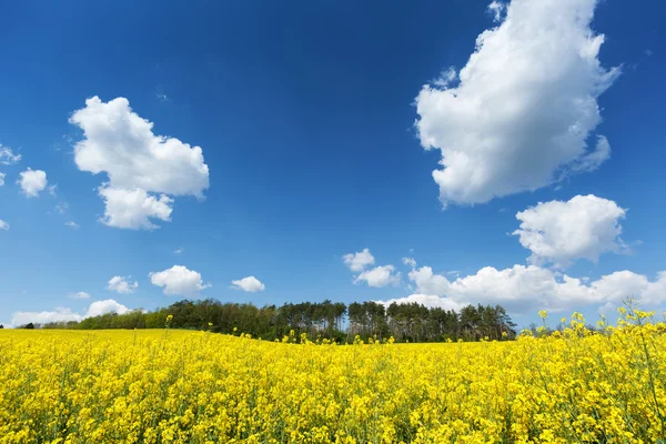 Campo de colza em flor — Fotografia de Stock