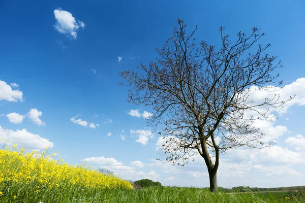 Árvore com canola campo — Fotografia de Stock