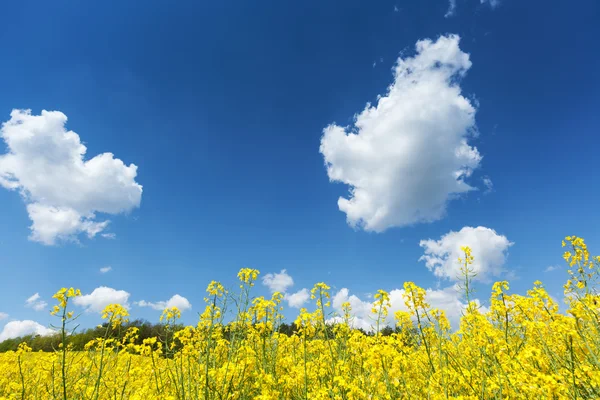 Campo de colza em flor — Fotografia de Stock