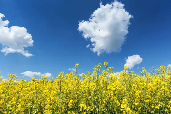 Bloeiende koolzaad veld — Stockfoto