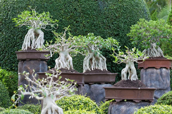 Bonsai — Stockfoto