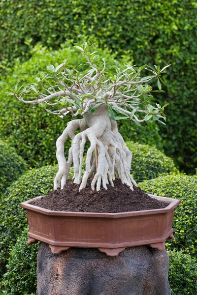 Bonsai — Zdjęcie stockowe