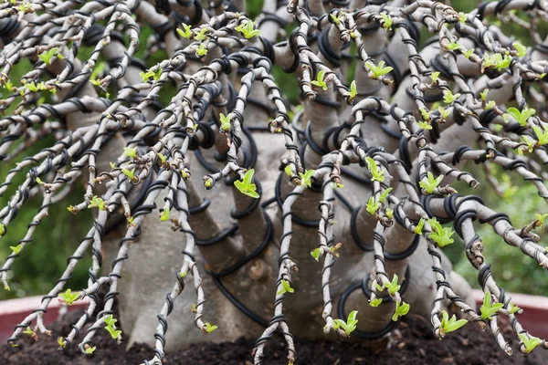 Drzewo Bonsai — Zdjęcie stockowe