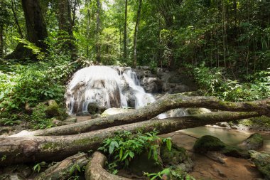 Yağmur ormanlarında şelale