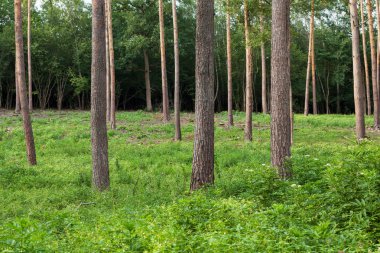 İğne yapraklılar ile orman