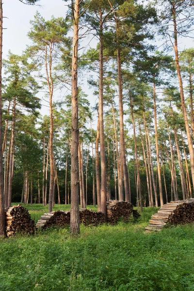 Bosque con coníferas —  Fotos de Stock