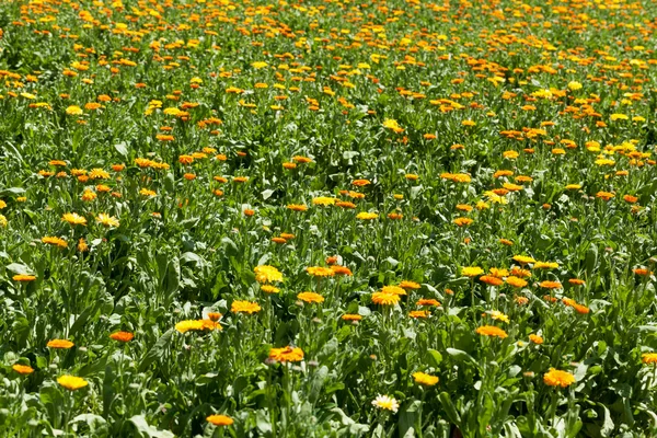 Field with blooming marigolds — Stock Photo, Image