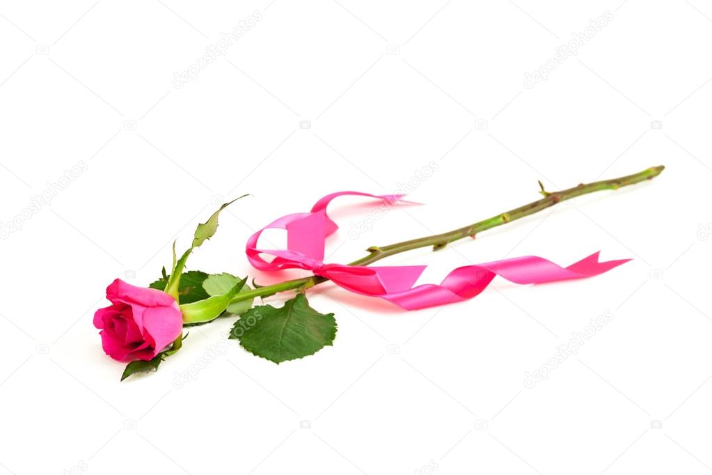 Single rose with pink ribbon