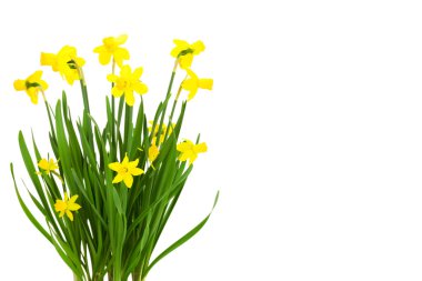 Çiçek açan nergis çiçekleri