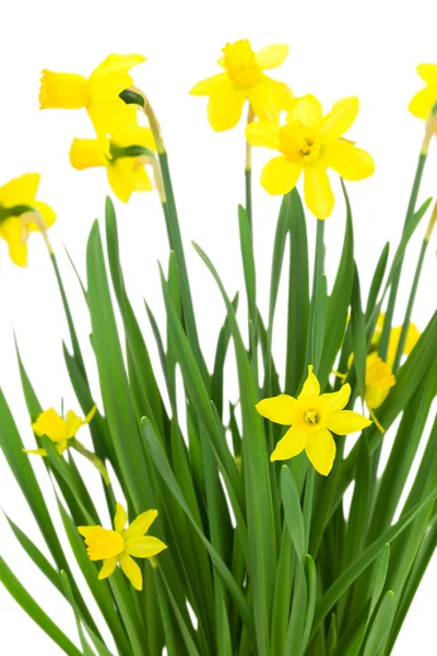 Blooming daffodils flowers — Stock Photo, Image