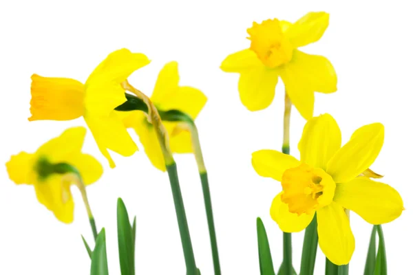 Blooming daffodils flowers — Stock Photo, Image