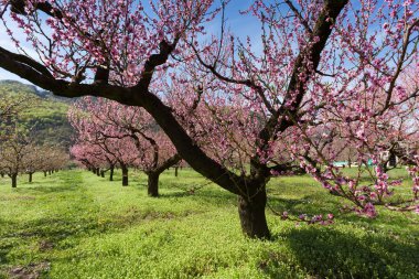Şeftali çiçekleri