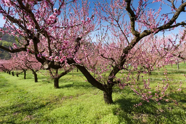 Fiori di pesco — Foto Stock