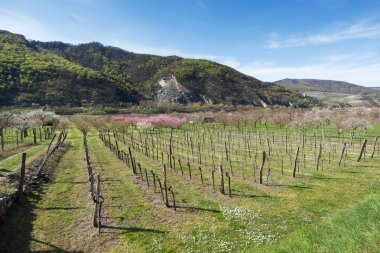 Wachau Valley in the spring clipart